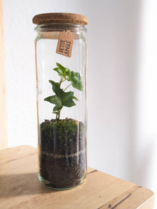 Terrarium XS - Mini Weckglas mit Korkdeckel