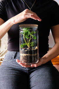 DIY Terrarium Kit - Bonbonglas & Kaffeepflanze